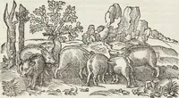 An illustration from Petri Andreae Matthioli Medici Senensis Commentarii, In Libros Sex Pedacii Dioscoridis Anazarbei, De Medica Materia: Adiectis quàm plurimis plantarum & animalium imaginibus, eodem authore (1554)
