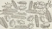 An illustration from Petri Andreae Matthioli Medici Senensis Commentarii, In Libros Sex Pedacii Dioscoridis Anazarbei, De Medica Materia: Adiectis quàm plurimis plantarum & animalium imaginibus, eodem authore (1554)