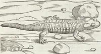 An illustration from Petri Andreae Matthioli Medici Senensis Commentarii, In Libros Sex Pedacii Dioscoridis Anazarbei, De Medica Materia: Adiectis quàm plurimis plantarum & animalium imaginibus, eodem authore (1554)