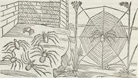 An illustration from Petri Andreae Matthioli Medici Senensis Commentarii, In Libros Sex Pedacii Dioscoridis Anazarbei, De Medica Materia: Adiectis quàm plurimis plantarum & animalium imaginibus, eodem authore (1554)