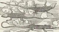 An illustration from Petri Andreae Matthioli Medici Senensis Commentarii, In Libros Sex Pedacii Dioscoridis Anazarbei, De Medica Materia: Adiectis quàm plurimis plantarum & animalium imaginibus, eodem authore (1554)