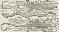 An illustration from Petri Andreae Matthioli Medici Senensis Commentarii, In Libros Sex Pedacii Dioscoridis Anazarbei, De Medica Materia: Adiectis quàm plurimis plantarum & animalium imaginibus, eodem authore (1554)