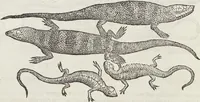 An illustration from Petri Andreae Matthioli Medici Senensis Commentarii, In Libros Sex Pedacii Dioscoridis Anazarbei, De Medica Materia: Adiectis quàm plurimis plantarum & animalium imaginibus, eodem authore (1554)