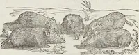 An illustration from Petri Andreae Matthioli Medici Senensis Commentarii, In Libros Sex Pedacii Dioscoridis Anazarbei, De Medica Materia: Adiectis quàm plurimis plantarum & animalium imaginibus, eodem authore (1554)