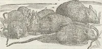 Picture 101 of 392 from Petri Andreae Matthioli Medici Senensis Commentarii, In Libros Sex Pedacii Dioscoridis Anazarbei, De Medica Materia: Adiectis quàm plurimis plantarum & animalium imaginibus, eodem authore (1554), leaf 257