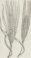 An illustration from Petri Andreae Matthioli Medici Senensis Commentarii, In Libros Sex Pedacii Dioscoridis Anazarbei, De Medica Materia: Adiectis quàm plurimis plantarum & animalium imaginibus, eodem authore (1554)