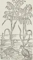 Picture 106 of 392 from Petri Andreae Matthioli Medici Senensis Commentarii, In Libros Sex Pedacii Dioscoridis Anazarbei, De Medica Materia: Adiectis quàm plurimis plantarum & animalium imaginibus, eodem authore (1554), leaf 282