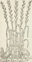Picture 107 of 392 from Petri Andreae Matthioli Medici Senensis Commentarii, In Libros Sex Pedacii Dioscoridis Anazarbei, De Medica Materia: Adiectis quàm plurimis plantarum & animalium imaginibus, eodem authore (1554), leaf 285