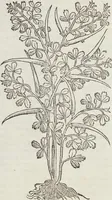 An illustration from Petri Andreae Matthioli Medici Senensis Commentarii, In Libros Sex Pedacii Dioscoridis Anazarbei, De Medica Materia: Adiectis quàm plurimis plantarum & animalium imaginibus, eodem authore (1554)