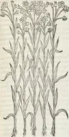 An illustration from Petri Andreae Matthioli Medici Senensis Commentarii, In Libros Sex Pedacii Dioscoridis Anazarbei, De Medica Materia: Adiectis quàm plurimis plantarum & animalium imaginibus, eodem authore (1554)