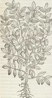 An illustration from Petri Andreae Matthioli Medici Senensis Commentarii, In Libros Sex Pedacii Dioscoridis Anazarbei, De Medica Materia: Adiectis quàm plurimis plantarum & animalium imaginibus, eodem authore (1554)