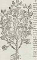An illustration from Petri Andreae Matthioli Medici Senensis Commentarii, In Libros Sex Pedacii Dioscoridis Anazarbei, De Medica Materia: Adiectis quàm plurimis plantarum & animalium imaginibus, eodem authore (1554)