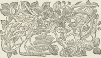 An illustration from Petri Andreae Matthioli Medici Senensis Commentarii, In Libros Sex Pedacii Dioscoridis Anazarbei, De Medica Materia: Adiectis quàm plurimis plantarum & animalium imaginibus, eodem authore (1554)