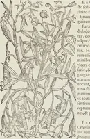 Picture 113 of 392 from Petri Andreae Matthioli Medici Senensis Commentarii, In Libros Sex Pedacii Dioscoridis Anazarbei, De Medica Materia: Adiectis quàm plurimis plantarum & animalium imaginibus, eodem authore (1554), leaf 292