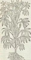 An illustration from Petri Andreae Matthioli Medici Senensis Commentarii, In Libros Sex Pedacii Dioscoridis Anazarbei, De Medica Materia: Adiectis quàm plurimis plantarum & animalium imaginibus, eodem authore (1554)