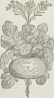 Picture 115 of 392 from Petri Andreae Matthioli Medici Senensis Commentarii, In Libros Sex Pedacii Dioscoridis Anazarbei, De Medica Materia: Adiectis quàm plurimis plantarum & animalium imaginibus, eodem authore (1554), leaf 294