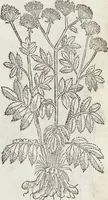 An illustration from Petri Andreae Matthioli Medici Senensis Commentarii, In Libros Sex Pedacii Dioscoridis Anazarbei, De Medica Materia: Adiectis quàm plurimis plantarum & animalium imaginibus, eodem authore (1554)
