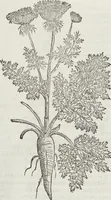 Picture 117 of 392 from Petri Andreae Matthioli Medici Senensis Commentarii, In Libros Sex Pedacii Dioscoridis Anazarbei, De Medica Materia: Adiectis quàm plurimis plantarum & animalium imaginibus, eodem authore (1554), leaf 296