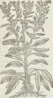 An illustration from Petri Andreae Matthioli Medici Senensis Commentarii, In Libros Sex Pedacii Dioscoridis Anazarbei, De Medica Materia: Adiectis quàm plurimis plantarum & animalium imaginibus, eodem authore (1554)