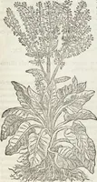 Picture 119 of 392 from Petri Andreae Matthioli Medici Senensis Commentarii, In Libros Sex Pedacii Dioscoridis Anazarbei, De Medica Materia: Adiectis quàm plurimis plantarum & animalium imaginibus, eodem authore (1554), leaf 297