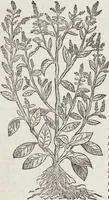 Picture 120 of 392 from Petri Andreae Matthioli Medici Senensis Commentarii, In Libros Sex Pedacii Dioscoridis Anazarbei, De Medica Materia: Adiectis quàm plurimis plantarum & animalium imaginibus, eodem authore (1554), leaf 298