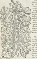 An illustration from Petri Andreae Matthioli Medici Senensis Commentarii, In Libros Sex Pedacii Dioscoridis Anazarbei, De Medica Materia: Adiectis quàm plurimis plantarum & animalium imaginibus, eodem authore (1554)