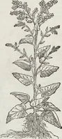 An illustration from Petri Andreae Matthioli Medici Senensis Commentarii, In Libros Sex Pedacii Dioscoridis Anazarbei, De Medica Materia: Adiectis quàm plurimis plantarum & animalium imaginibus, eodem authore (1554)