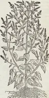 An illustration from Petri Andreae Matthioli Medici Senensis Commentarii, In Libros Sex Pedacii Dioscoridis Anazarbei, De Medica Materia: Adiectis quàm plurimis plantarum & animalium imaginibus, eodem authore (1554)