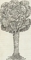 Picture 124 of 392 from Petri Andreae Matthioli Medici Senensis Commentarii, In Libros Sex Pedacii Dioscoridis Anazarbei, De Medica Materia: Adiectis quàm plurimis plantarum & animalium imaginibus, eodem authore (1554), leaf 301