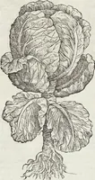Picture 125 of 392 from Petri Andreae Matthioli Medici Senensis Commentarii, In Libros Sex Pedacii Dioscoridis Anazarbei, De Medica Materia: Adiectis quàm plurimis plantarum & animalium imaginibus, eodem authore (1554), leaf 301
