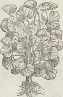 An illustration from Petri Andreae Matthioli Medici Senensis Commentarii, In Libros Sex Pedacii Dioscoridis Anazarbei, De Medica Materia: Adiectis quàm plurimis plantarum & animalium imaginibus, eodem authore (1554)