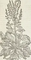 An illustration from Petri Andreae Matthioli Medici Senensis Commentarii, In Libros Sex Pedacii Dioscoridis Anazarbei, De Medica Materia: Adiectis quàm plurimis plantarum & animalium imaginibus, eodem authore (1554)