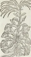 An illustration from Petri Andreae Matthioli Medici Senensis Commentarii, In Libros Sex Pedacii Dioscoridis Anazarbei, De Medica Materia: Adiectis quàm plurimis plantarum & animalium imaginibus, eodem authore (1554)