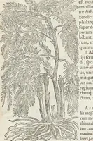 An illustration from Petri Andreae Matthioli Medici Senensis Commentarii, In Libros Sex Pedacii Dioscoridis Anazarbei, De Medica Materia: Adiectis quàm plurimis plantarum & animalium imaginibus, eodem authore (1554)