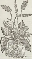 An illustration from Petri Andreae Matthioli Medici Senensis Commentarii, In Libros Sex Pedacii Dioscoridis Anazarbei, De Medica Materia: Adiectis quàm plurimis plantarum & animalium imaginibus, eodem authore (1554)