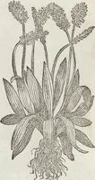 An illustration from Petri Andreae Matthioli Medici Senensis Commentarii, In Libros Sex Pedacii Dioscoridis Anazarbei, De Medica Materia: Adiectis quàm plurimis plantarum & animalium imaginibus, eodem authore (1554)