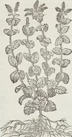 An illustration from Petri Andreae Matthioli Medici Senensis Commentarii, In Libros Sex Pedacii Dioscoridis Anazarbei, De Medica Materia: Adiectis quàm plurimis plantarum & animalium imaginibus, eodem authore (1554)
