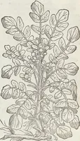 An illustration from Petri Andreae Matthioli Medici Senensis Commentarii, In Libros Sex Pedacii Dioscoridis Anazarbei, De Medica Materia: Adiectis quàm plurimis plantarum & animalium imaginibus, eodem authore (1554)