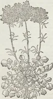 Picture 134 of 392 from Petri Andreae Matthioli Medici Senensis Commentarii, In Libros Sex Pedacii Dioscoridis Anazarbei, De Medica Materia: Adiectis quàm plurimis plantarum & animalium imaginibus, eodem authore (1554), leaf 308