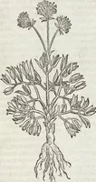 Picture 135 of 392 from Petri Andreae Matthioli Medici Senensis Commentarii, In Libros Sex Pedacii Dioscoridis Anazarbei, De Medica Materia: Adiectis quàm plurimis plantarum & animalium imaginibus, eodem authore (1554), leaf 309