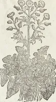 An illustration from Petri Andreae Matthioli Medici Senensis Commentarii, In Libros Sex Pedacii Dioscoridis Anazarbei, De Medica Materia: Adiectis quàm plurimis plantarum & animalium imaginibus, eodem authore (1554)