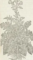An illustration from Petri Andreae Matthioli Medici Senensis Commentarii, In Libros Sex Pedacii Dioscoridis Anazarbei, De Medica Materia: Adiectis quàm plurimis plantarum & animalium imaginibus, eodem authore (1554)
