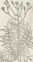 An illustration from Petri Andreae Matthioli Medici Senensis Commentarii, In Libros Sex Pedacii Dioscoridis Anazarbei, De Medica Materia: Adiectis quàm plurimis plantarum & animalium imaginibus, eodem authore (1554)