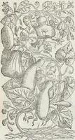 Picture 140 of 392 from Petri Andreae Matthioli Medici Senensis Commentarii, In Libros Sex Pedacii Dioscoridis Anazarbei, De Medica Materia: Adiectis quàm plurimis plantarum & animalium imaginibus, eodem authore (1554), leaf 315