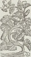 An illustration from Petri Andreae Matthioli Medici Senensis Commentarii, In Libros Sex Pedacii Dioscoridis Anazarbei, De Medica Materia: Adiectis quàm plurimis plantarum & animalium imaginibus, eodem authore (1554)