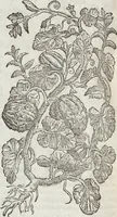 An illustration from Petri Andreae Matthioli Medici Senensis Commentarii, In Libros Sex Pedacii Dioscoridis Anazarbei, De Medica Materia: Adiectis quàm plurimis plantarum & animalium imaginibus, eodem authore (1554)