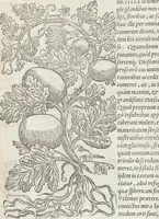 An illustration from Petri Andreae Matthioli Medici Senensis Commentarii, In Libros Sex Pedacii Dioscoridis Anazarbei, De Medica Materia: Adiectis quàm plurimis plantarum & animalium imaginibus, eodem authore (1554)