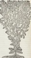 Picture 144 of 392 from Petri Andreae Matthioli Medici Senensis Commentarii, In Libros Sex Pedacii Dioscoridis Anazarbei, De Medica Materia: Adiectis quàm plurimis plantarum & animalium imaginibus, eodem authore (1554), leaf 318