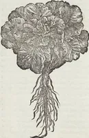 Picture 145 of 392 from Petri Andreae Matthioli Medici Senensis Commentarii, In Libros Sex Pedacii Dioscoridis Anazarbei, De Medica Materia: Adiectis quàm plurimis plantarum & animalium imaginibus, eodem authore (1554), leaf 318