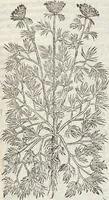 An illustration from Petri Andreae Matthioli Medici Senensis Commentarii, In Libros Sex Pedacii Dioscoridis Anazarbei, De Medica Materia: Adiectis quàm plurimis plantarum & animalium imaginibus, eodem authore (1554)